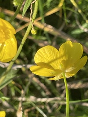 Ranunculus acris