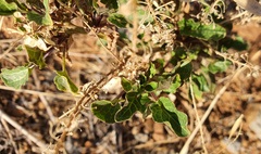 Peltaria angustifolia