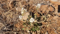 Peltaria angustifolia