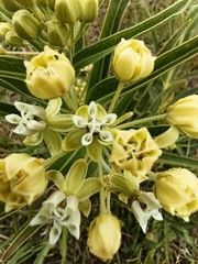 Asclepias mellodora