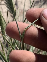 Agropyron fragile