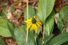 Rudbeckia californica