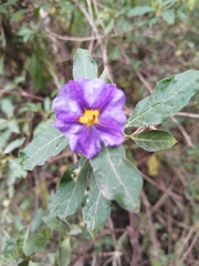 Lycianthes lycioides