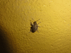 Cydianerus latruncularius