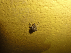 Cydianerus latruncularius