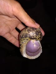 Coenobita brevimanus