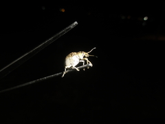 Cydianerus latruncularius