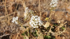 Peltaria angustifolia