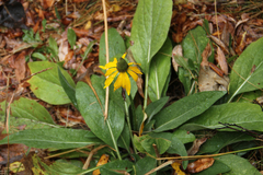 Rudbeckia californica