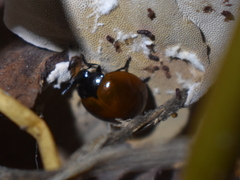 Aegithus clavicornis