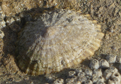 Patella caerulea