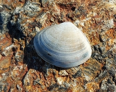 Semelidae