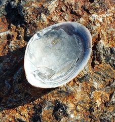 Semelidae