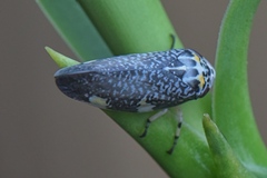 Ptyelus grossus