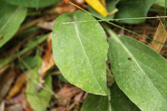 Rudbeckia californica
