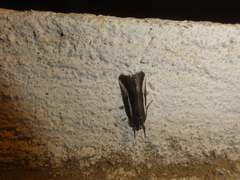 Euscirrhopterus