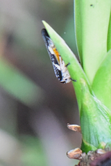 Ptyelus grossus