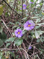 Lycianthes lycioides