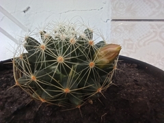 Cactaceae