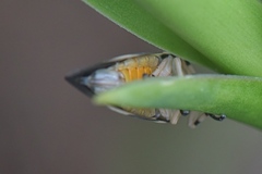 Ptyelus grossus