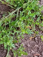 Glebionis coronaria