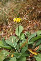 Rudbeckia californica