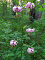 Lilium martagon pilosiusculum