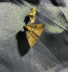 Subsimplicia reniformis