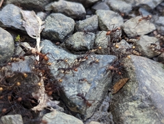 Eciton burchellii