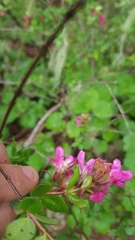 Fuchsia parviflora
