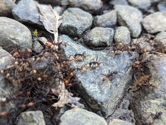 Eciton burchellii