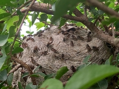 Brachygastra lecheguana
