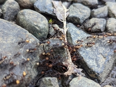 Eciton burchellii