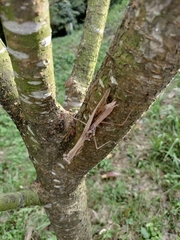 Tenodera aridifolia
