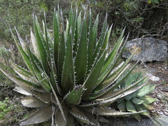 Agave kerchovei