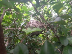 Brachygastra lecheguana