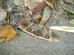 Copiopteryx sonthonnaxi