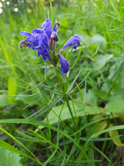 Dracocephalum ruyschiana