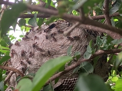 Brachygastra lecheguana