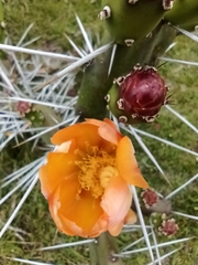 Opuntia elata