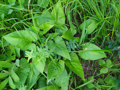 Saussurea controversa