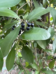 Ardisia squamulosa
