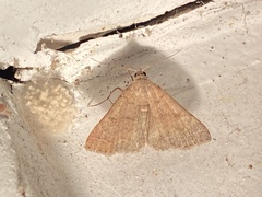 Bleptina caradrinalis