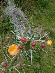 Opuntia elata