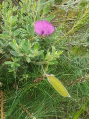 Podalyria buxifolia