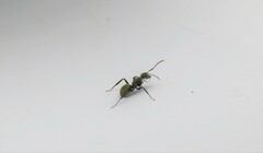 Camponotus arboreus
