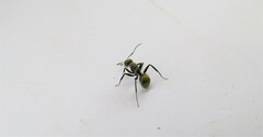 Camponotus arboreus