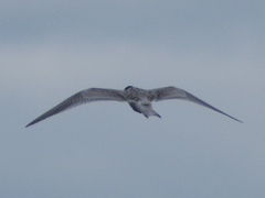 Thalasseus sandvicensis