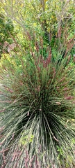 Elegia tectorum