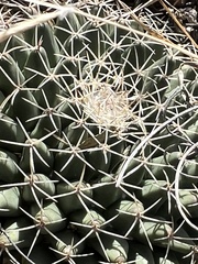 Mammillaria meiacantha
